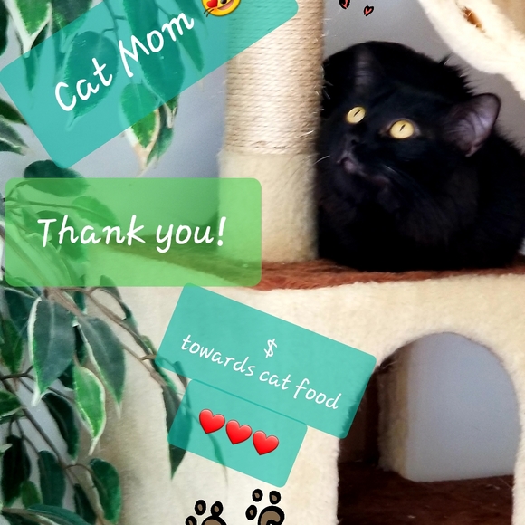 🌺 𝐖𝐞𝐧𝐝𝐲 🌺 - Pᴏsʜᴍᴀʀᴋ Aᴍʙᴀssᴀᴅᴏʀ - Picture 3 of 9